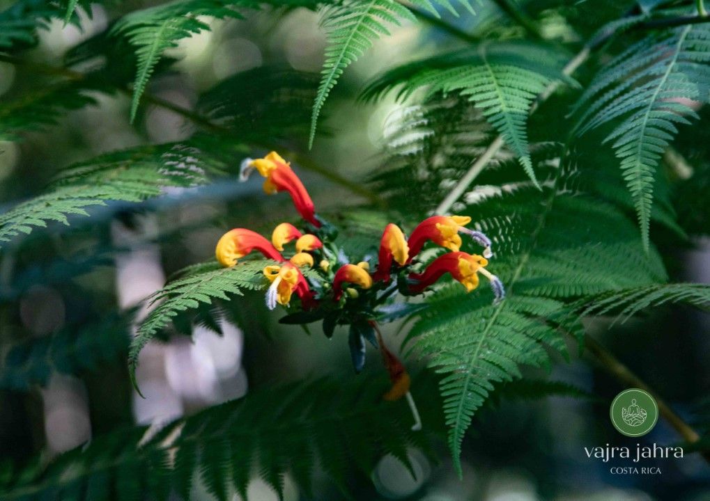 red and yellow flower in costa rica 